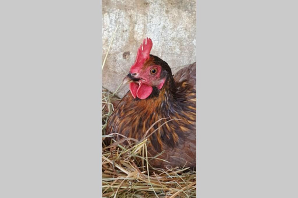 فيلا Haus Burbach باد كامبيرغ المظهر الخارجي الصورة